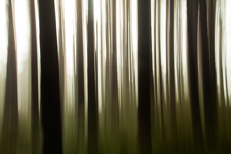 Impression of pine forest, Abernethy Forest, Cairngorms National Park, Scotland